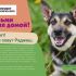 Макет листовки для собак в поисках дома - дизайнер oklr