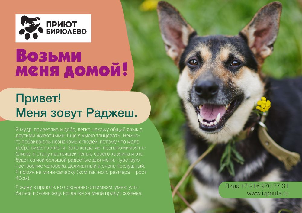Макет листовки для собак в поисках дома - дизайнер oklr