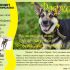 Макет листовки для собак в поисках дома - дизайнер FishInka