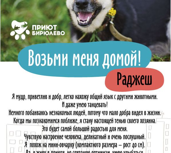 Макет листовки для собак в поисках дома - дизайнер zzzima