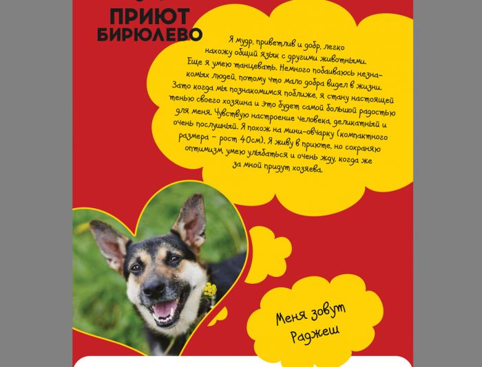 Макет листовки для собак в поисках дома - дизайнер Paroda