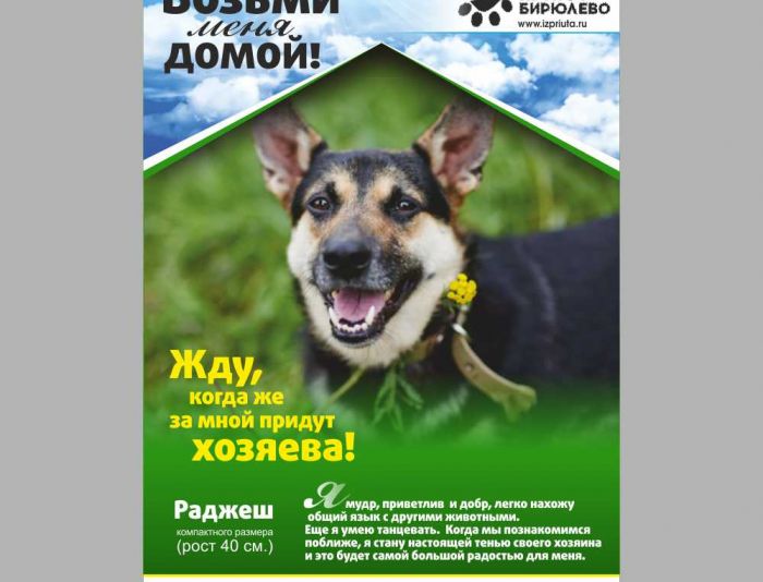 Макет листовки для собак в поисках дома - дизайнер ta-smi