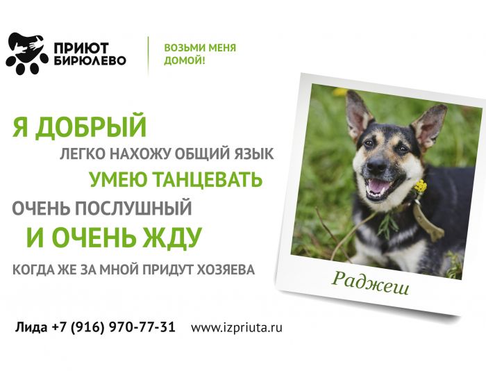 Макет листовки для собак в поисках дома - дизайнер Nikus971