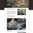 Веб-сайт для  Сайт Центра восстановления леопарда на Кавказе - дизайнер Sinkevych_d