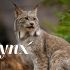 Логотип для Lynx - дизайнер 1illart