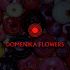 Логотип для Domenika Flowers - дизайнер DIZIBIZI
